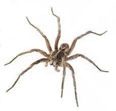 wolf_spider.jpg