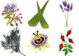 botanicals.jpg