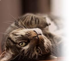 cat.jpg