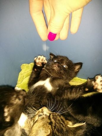 kitty.jpg