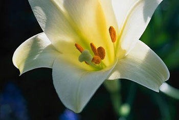 flower.jpeg