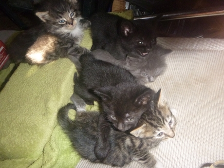 kittens.JPG